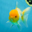 A Grade Lemonhead Oranda Male 4.5-5 inches #080125OR_25