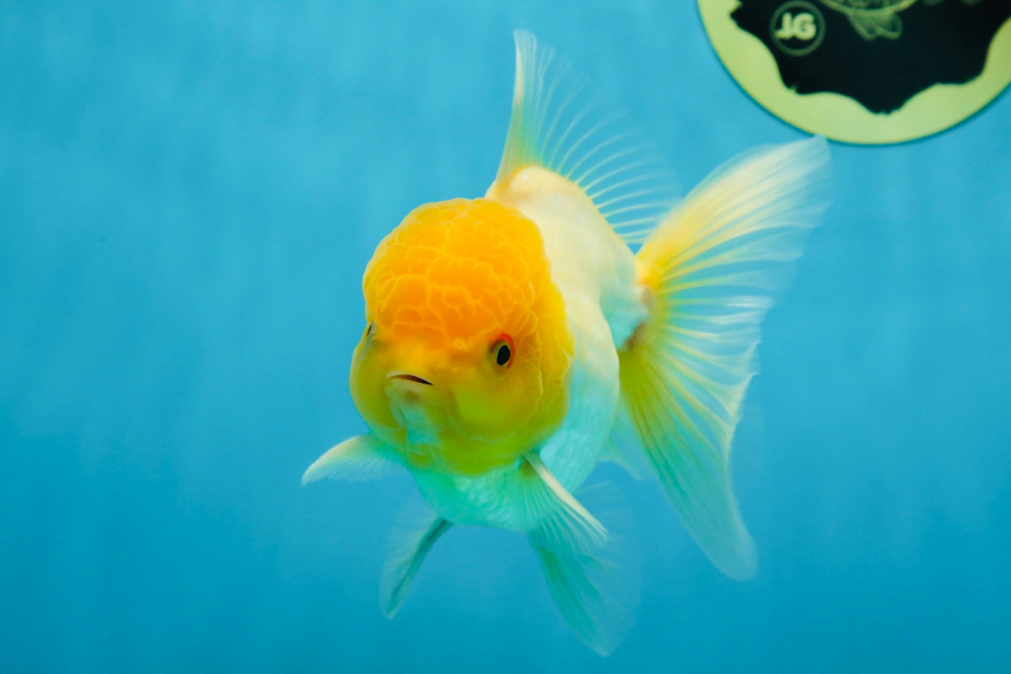A Grade Lemonhead Oranda Male 4.5-5 inches #080125OR_25