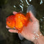 TOMATO A Grade Red White Oranda Female 6 inches #082826OR_17