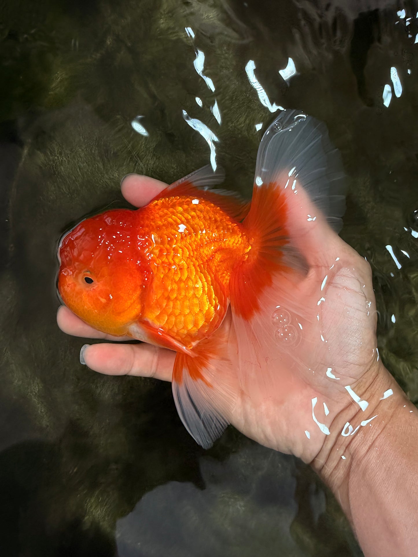 TOMATO A Grade Red White Oranda Female 6 inches #082826OR_17