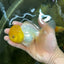 Big Wen A Grade Lemonhead Oranda Male 5 inches #042525OR_07