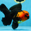 A Grade Apache Oranda Male 5.5-6 inches #081525OR_21