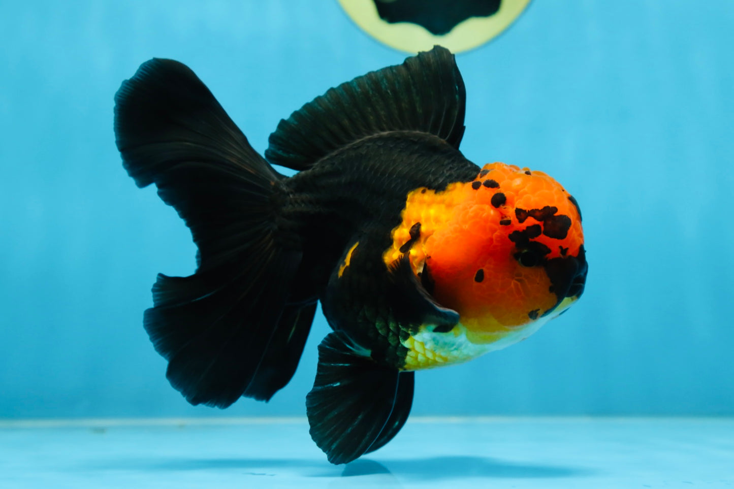 A Grade Apache Oranda Male 5.5-6 inches #081525OR_21