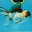 Panda Oranda Male 5-5.5 inches #112125OR_21