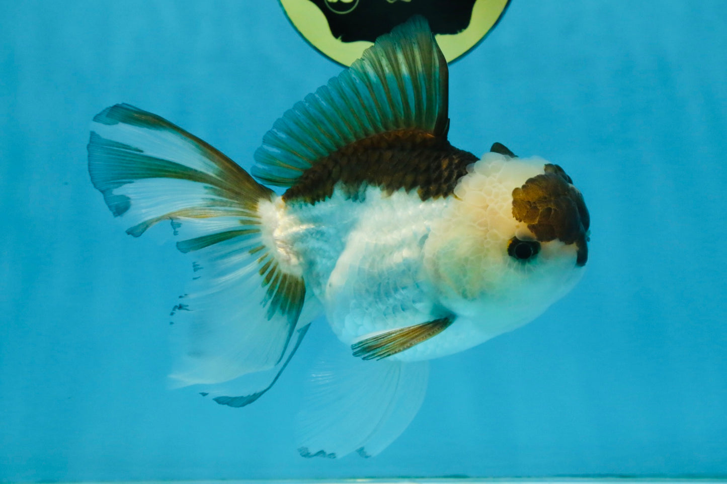 Panda Oranda Male 5-5.5 inches #112125OR_21