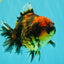 A Grade Tiger Oranda Male 5-5.5 inches #090426OR_06
