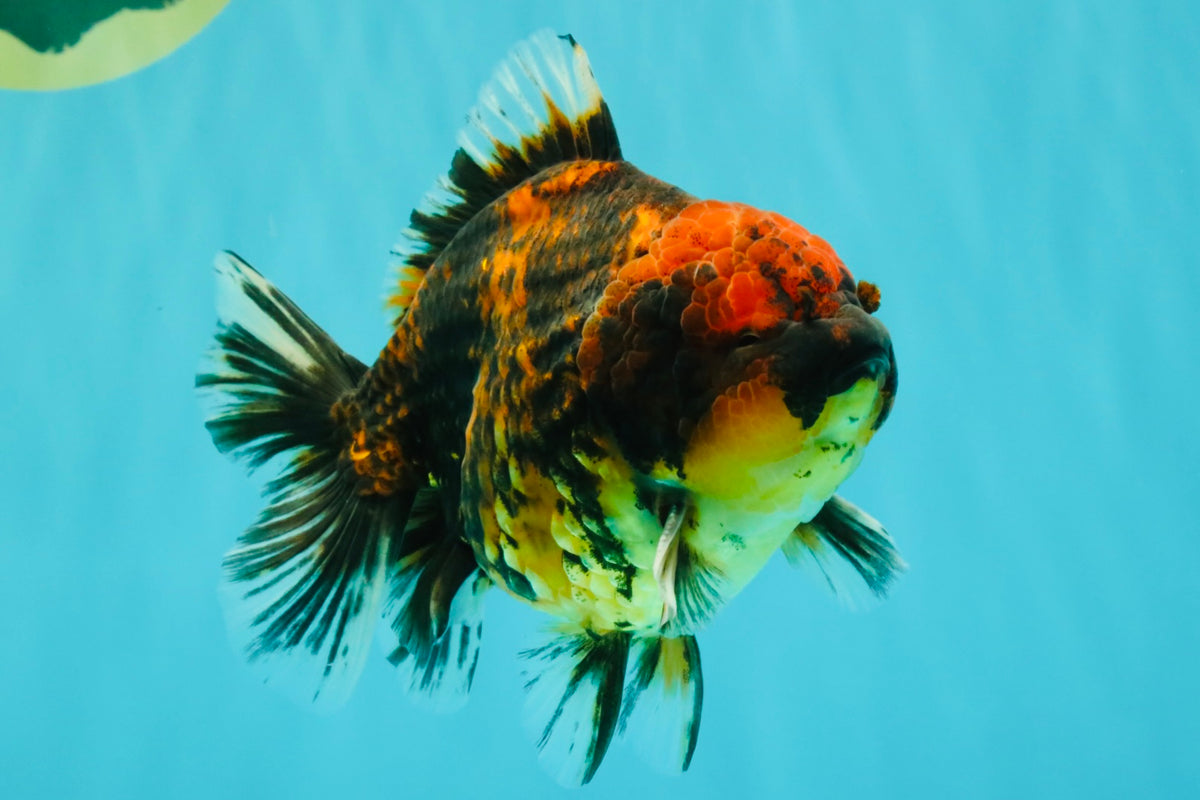 A Grade Tiger Oranda Male 5-5.5 inches #090426OR_06