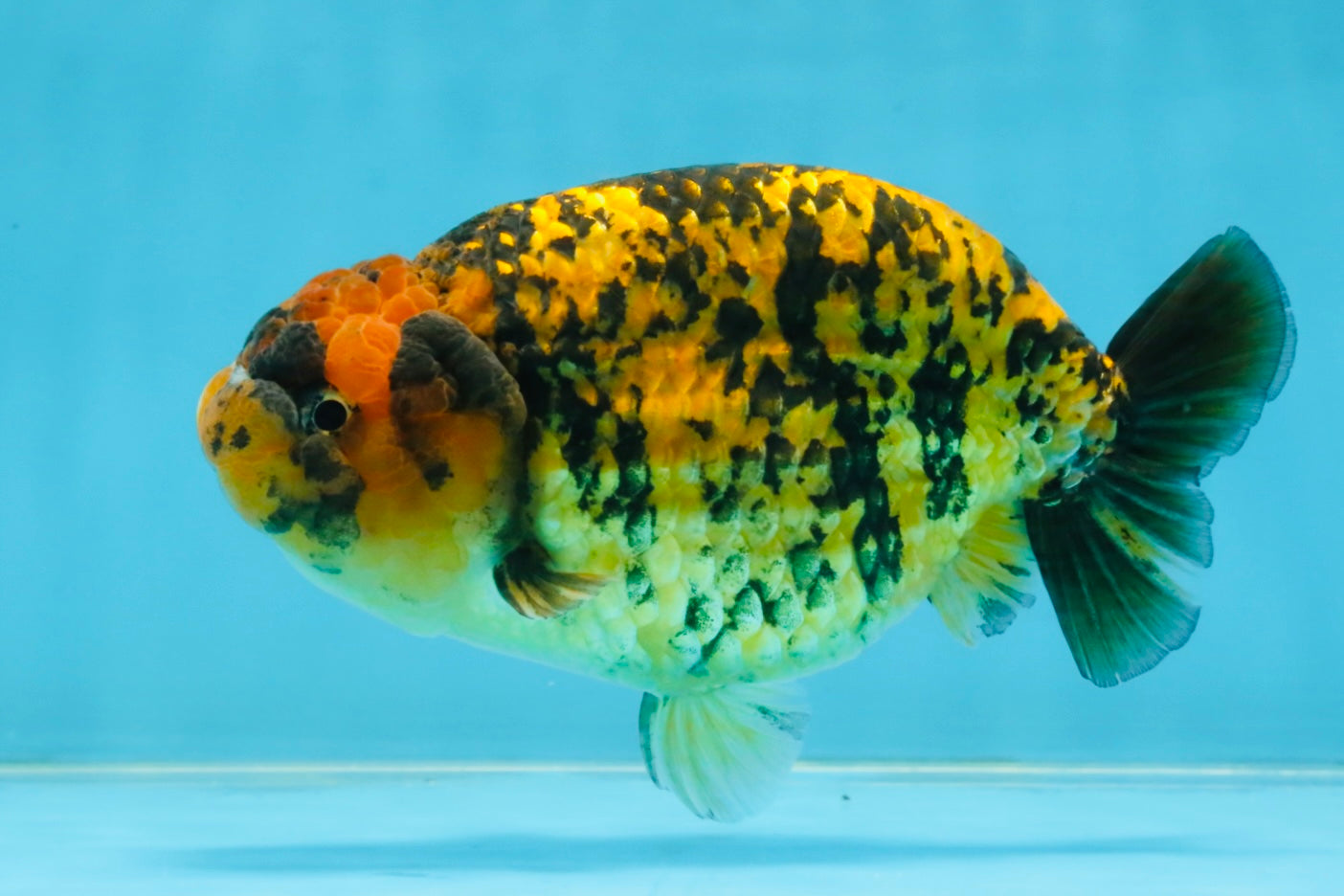 A Grade Tiger LionQueen 5.5 inches #112125LC_05