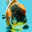 A Grade Showa Yuanbao Male 5.5-6 inches #082126YB_29