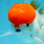 AAA Grade SUPER Red Cap Oranda Male 4.5 inches #051625OR_29