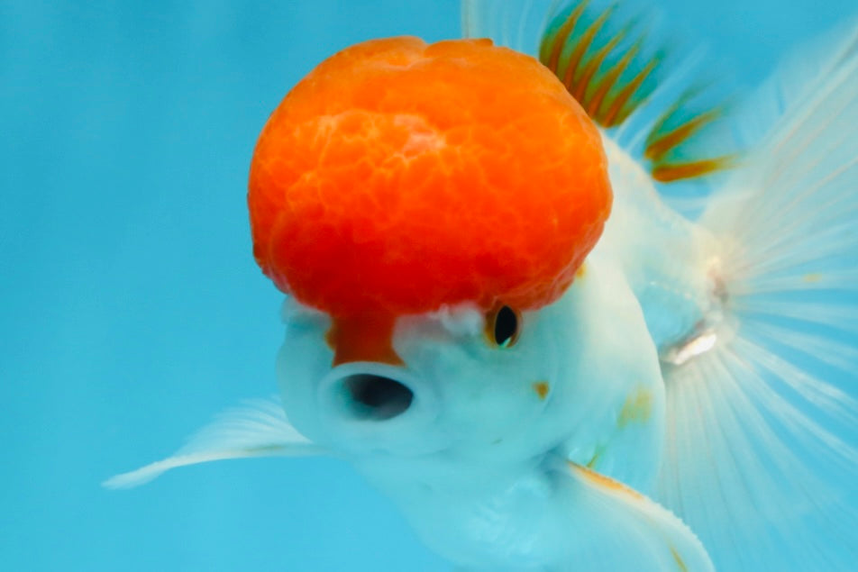 AAA Grade SUPER Red Cap Oranda Male 4.5 inches #051625OR_29