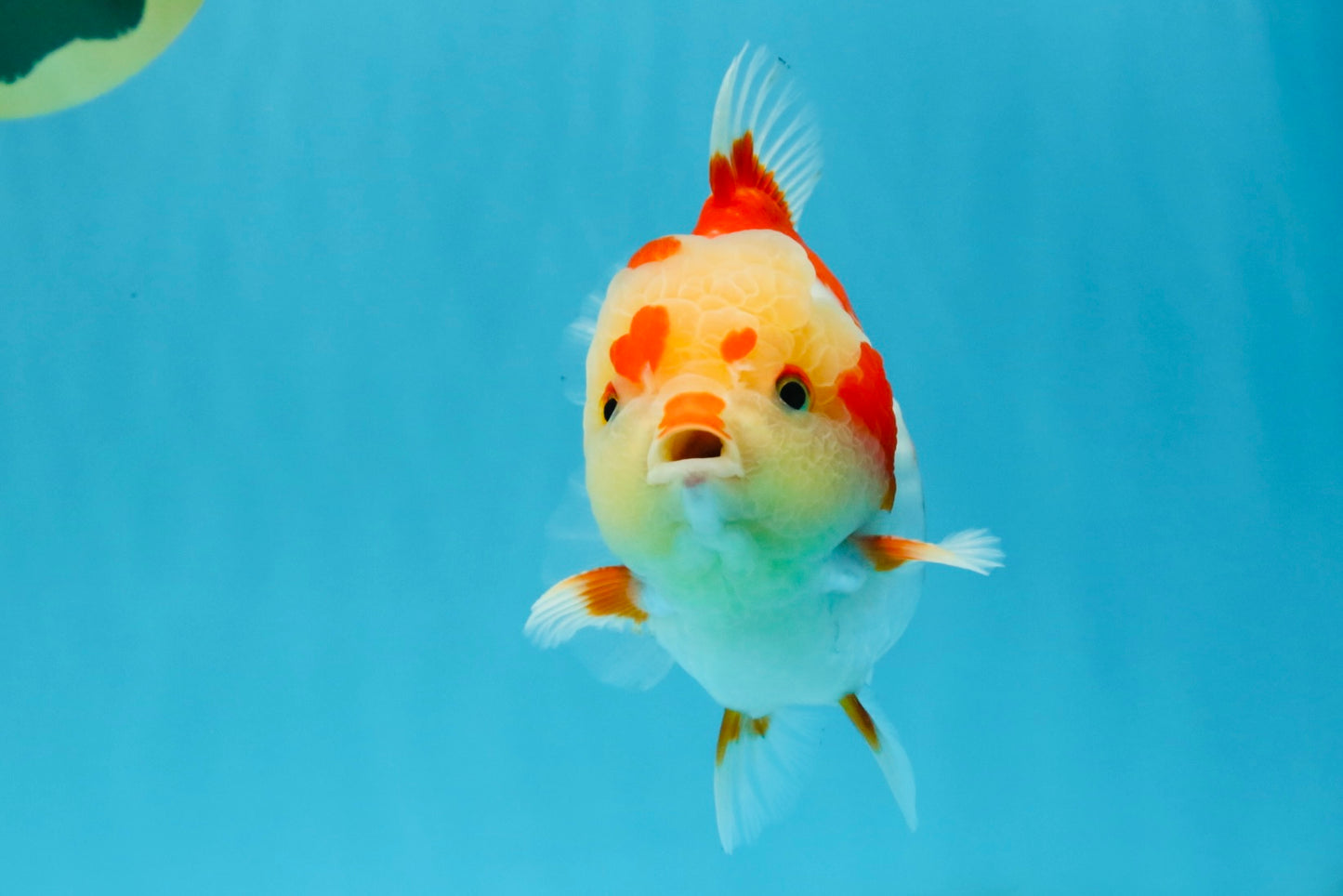 SUPER Cutie AAA Grade Red White Yuanbao Male 5 inches #032726YB_01