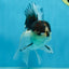 A Grade Panda Oranda Male 5-5.5 inches #080125OR_27