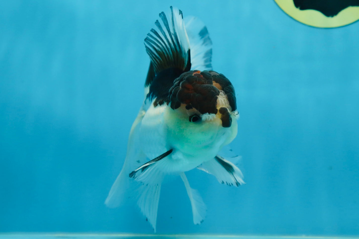 A Grade Panda Oranda Male 5-5.5 inches #080125OR_27