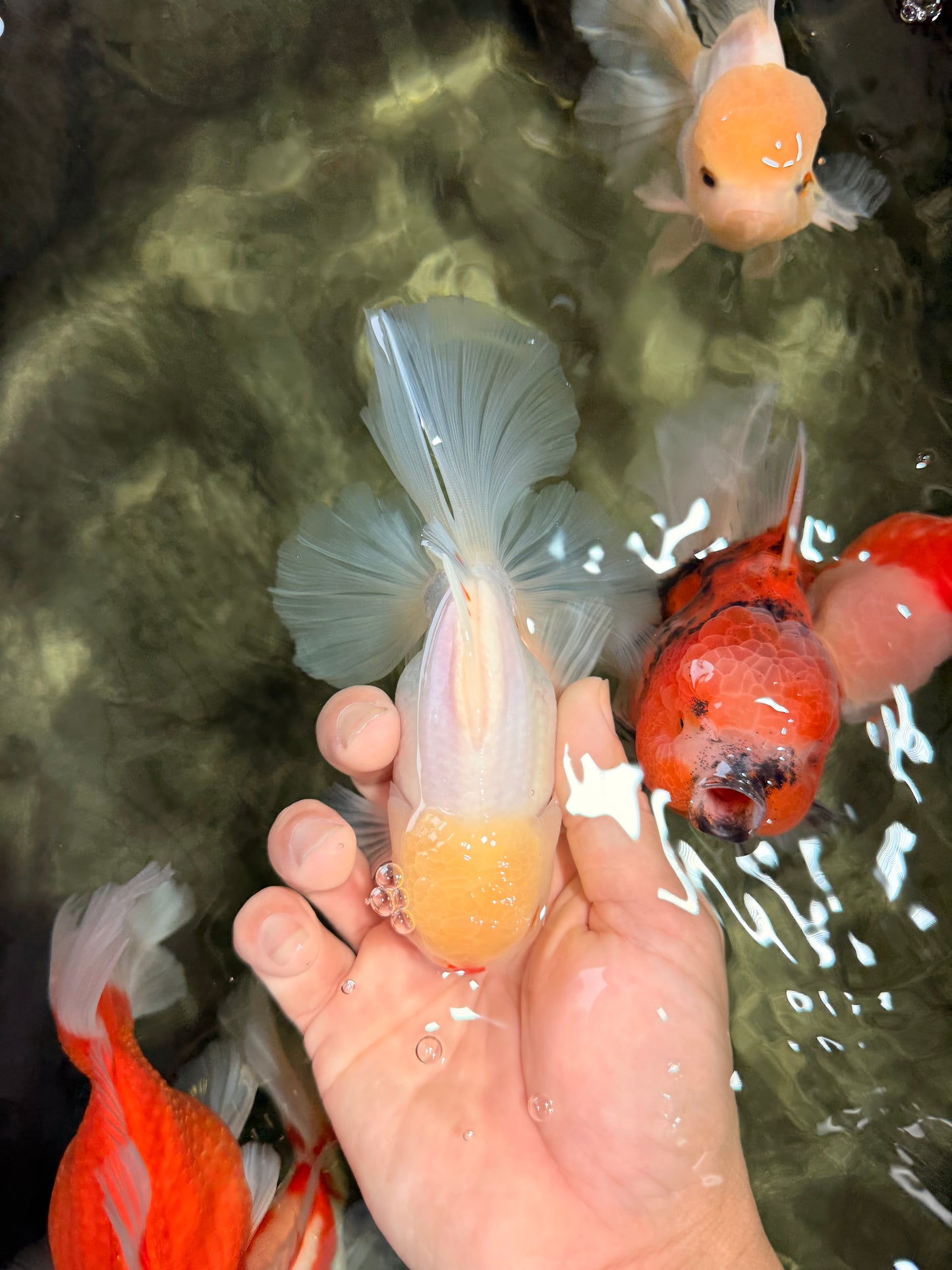 BEAUTY AAA Grade Little Chicken White Oranda Male 5.5 inches #072426OR_15