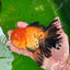 A Grade Apache Oranda Male 5 inches #0906OR_32