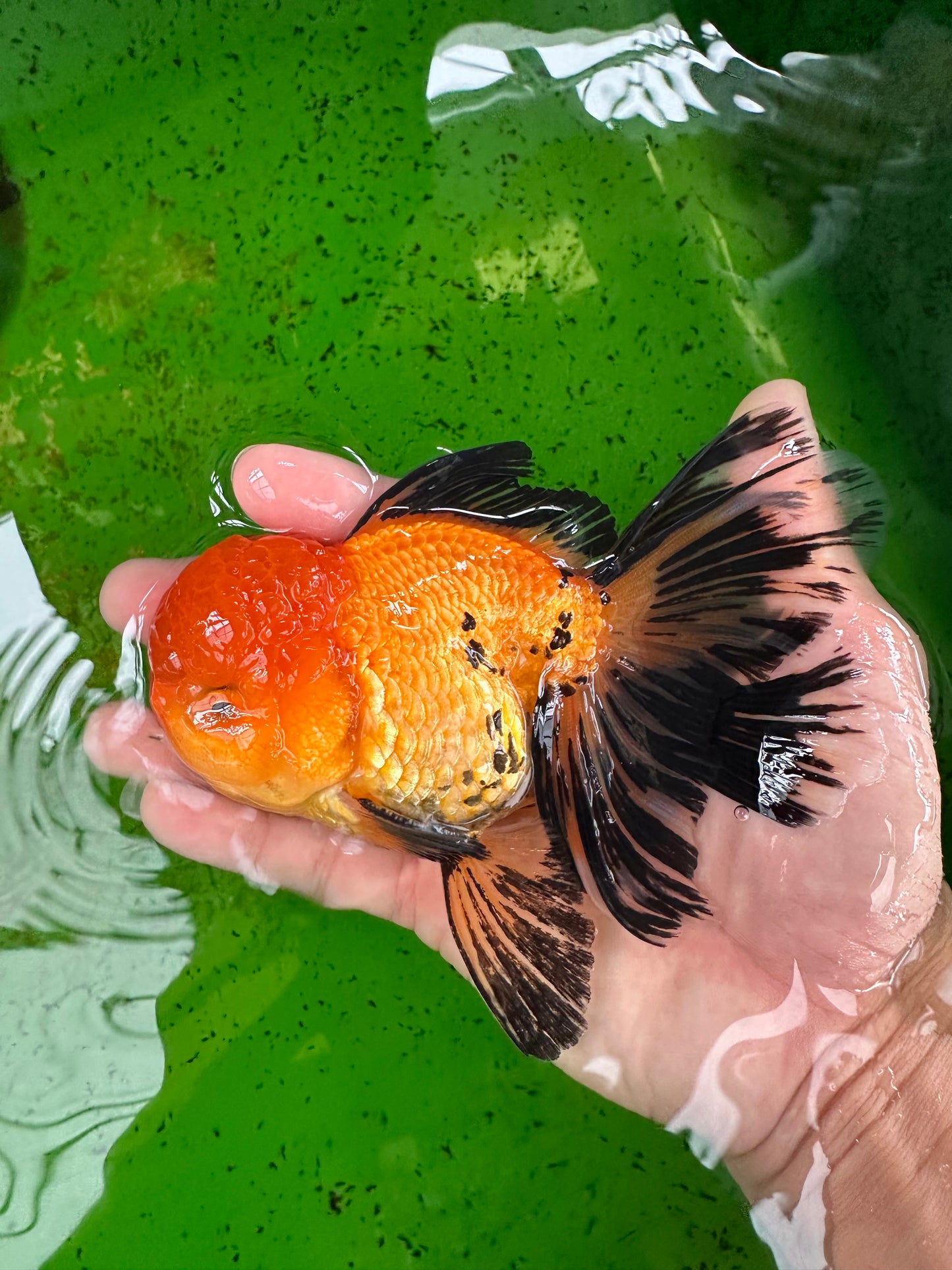 A Grade Apache Oranda Male 5 inches #0906OR_32