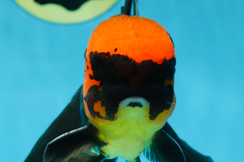 AAA Grade Batman Apache Oranda Male  5 inches #053025OR_16