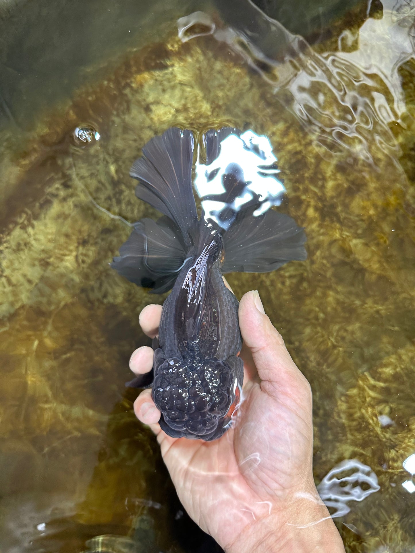 AAA Grade SPECIAL Red White Oranda Male 6.5 inches #080825OR_20