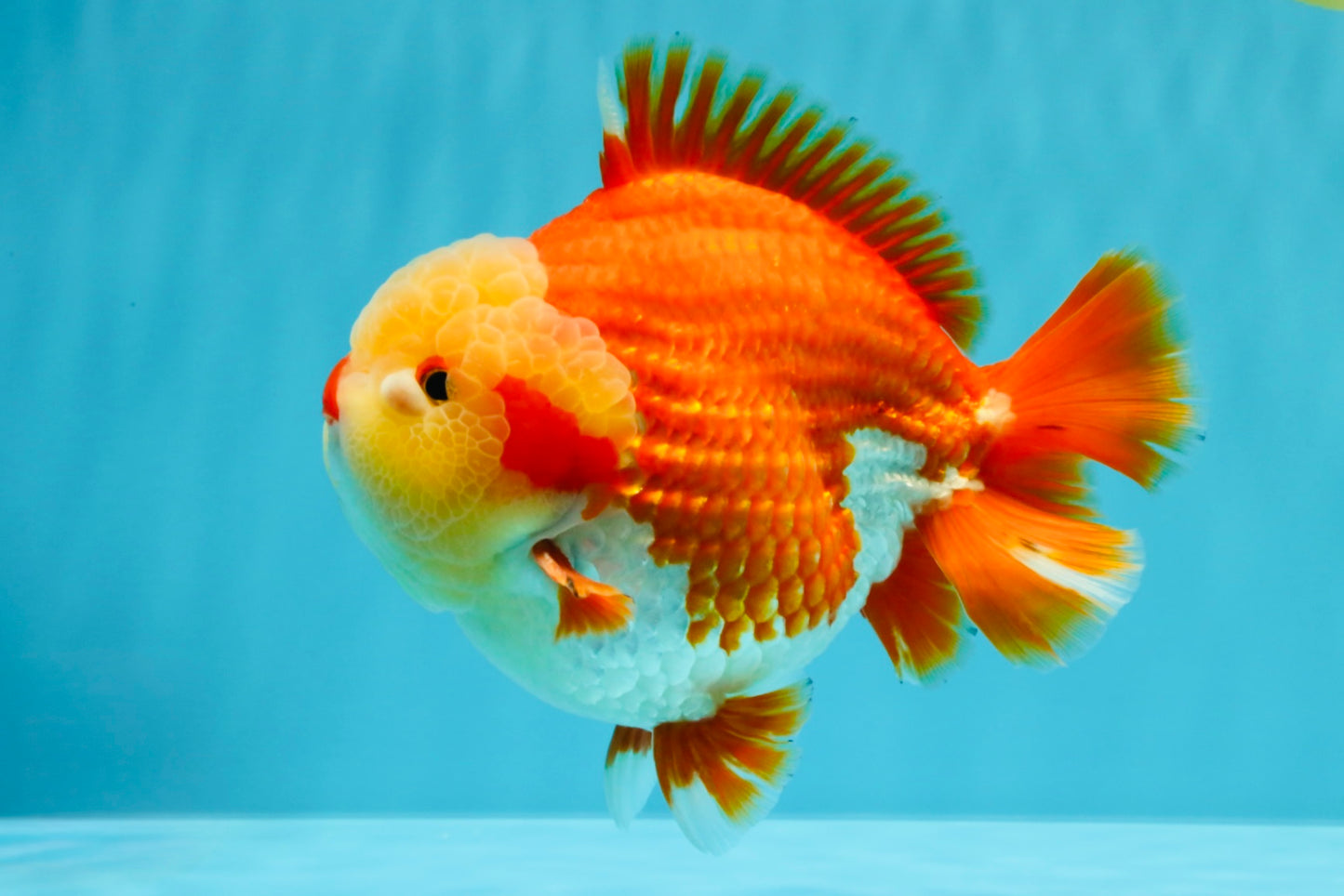 SUPER CUTE AAA Grade Godzilla Red White Yuanbao Male 6 inches #022726YB_02