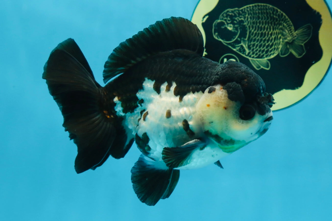 Pompom Panda Yuanbao Male 4.5 inches #072525YB_06