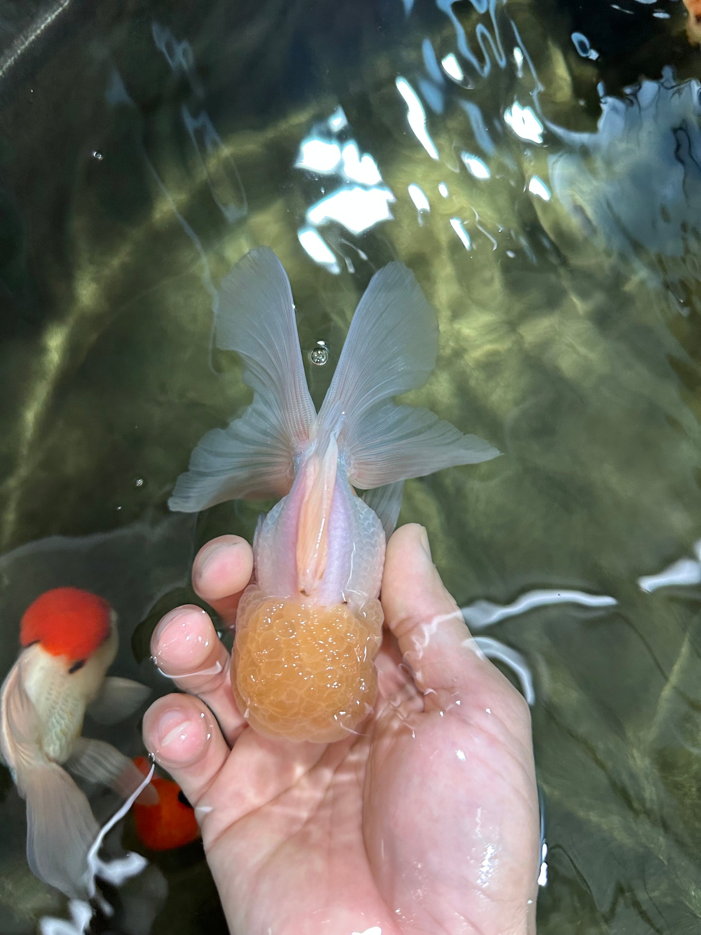 A Grade White Oranda Male 5 inches #060625OR_22