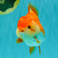 AAA Grade Red White Yuanbao Female 5 inches #062626YB_12