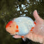 CHUBBY AAA Grade Super Hybrid Buffalo Red White  Ranchu Male 5.5 inches #100226RC_22
