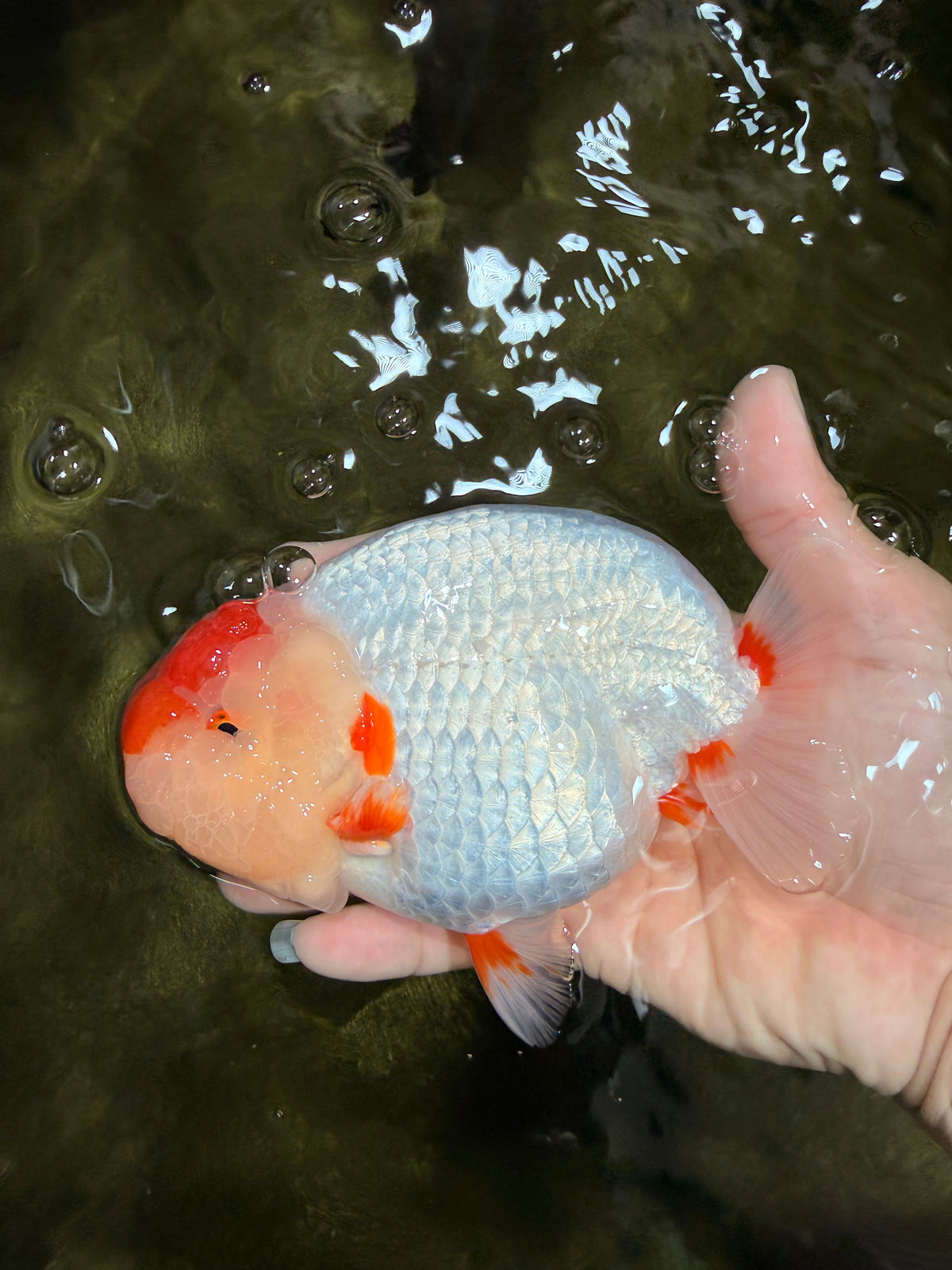 CHUBBY AAA Grade Super Hybrid Buffalo Red White  Ranchu Male 5.5 inches #100226RC_22