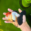 Tricolor Oranda Female 5-5.5 inches #041026OR_06