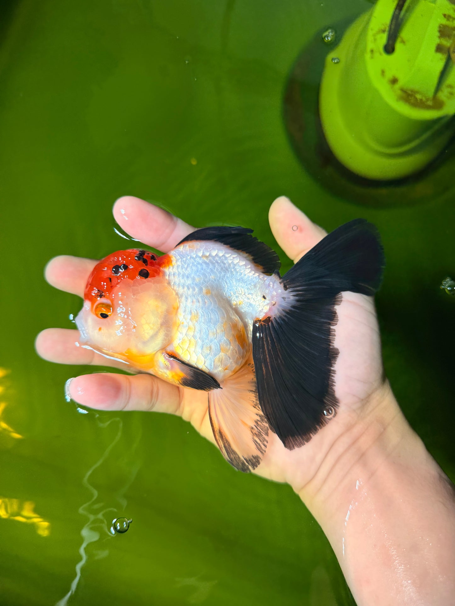 Tricolor Oranda Female 5-5.5 inches #041026OR_06