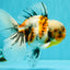 Calico Oranda Male 6.5 inches #072426OR_22