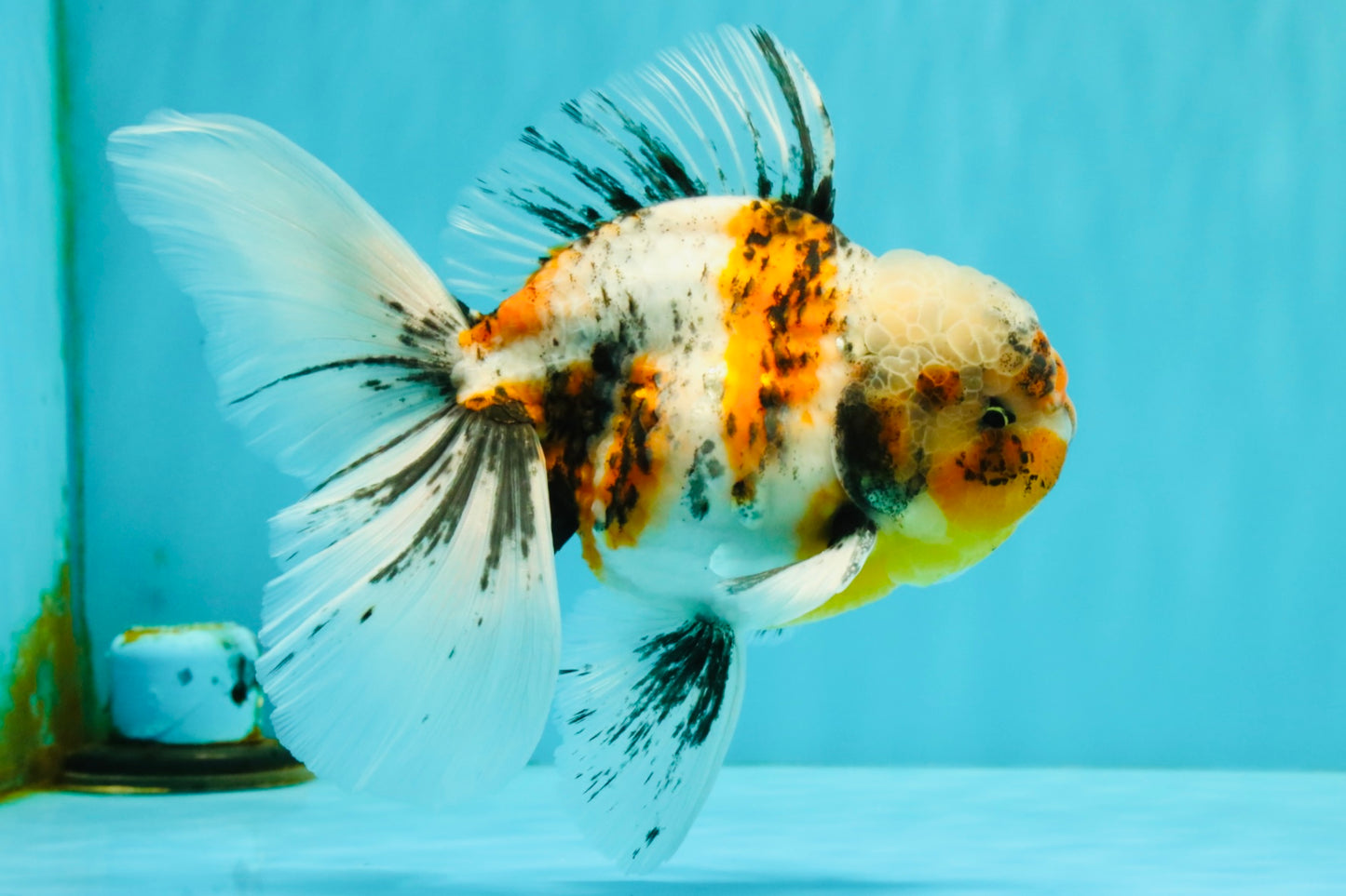Calico Oranda Male 6.5 inches #072426OR_22