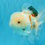 MARSHMALLOW Red White Oranda Male 5.5 inches #040326OR_16