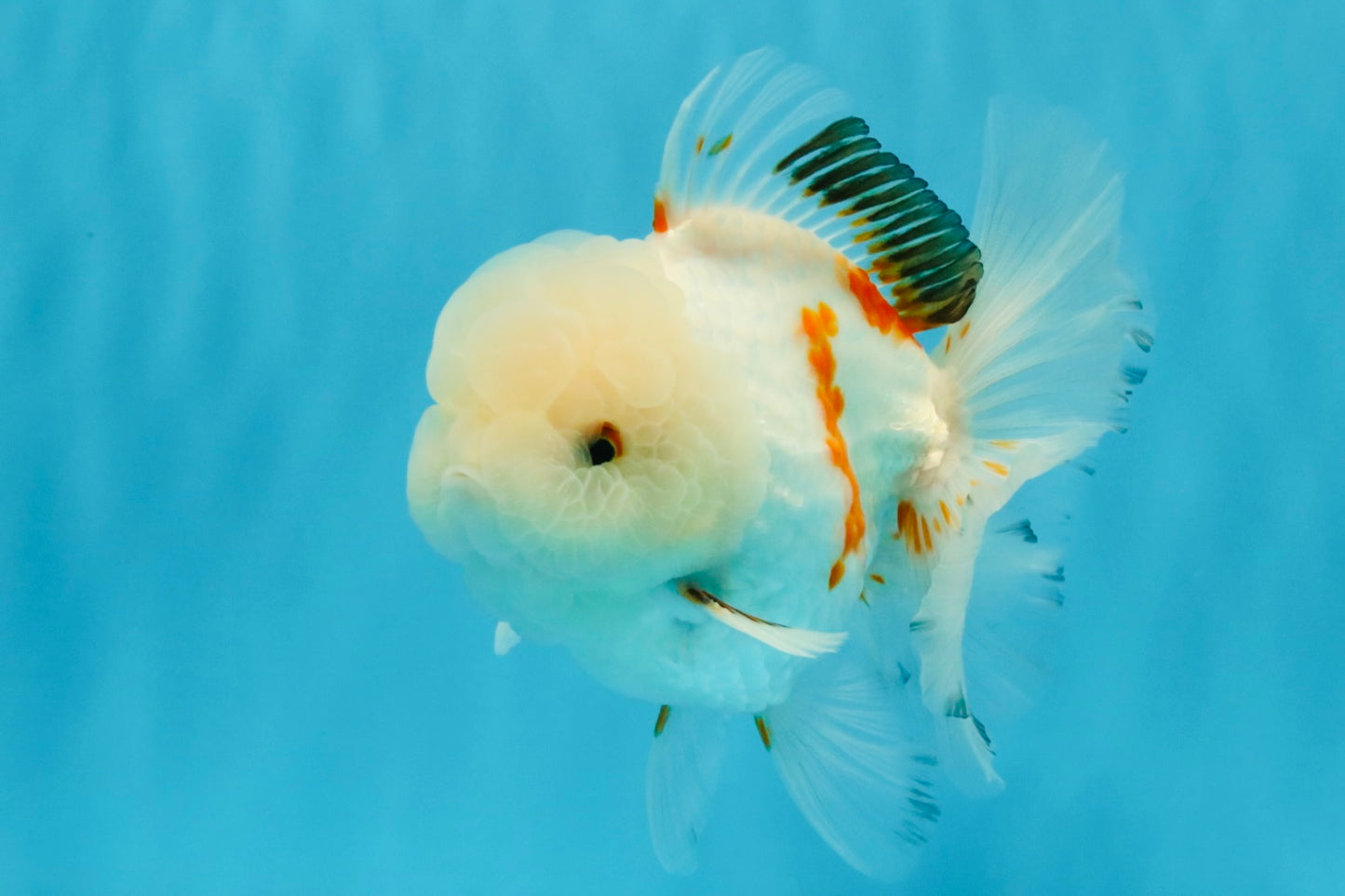 MARSHMALLOW Red White Oranda Male 5.5 inches #040326OR_16