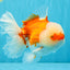 FLUFFY WEN Red White Oranda Male 6.5 inches #040326OR_11