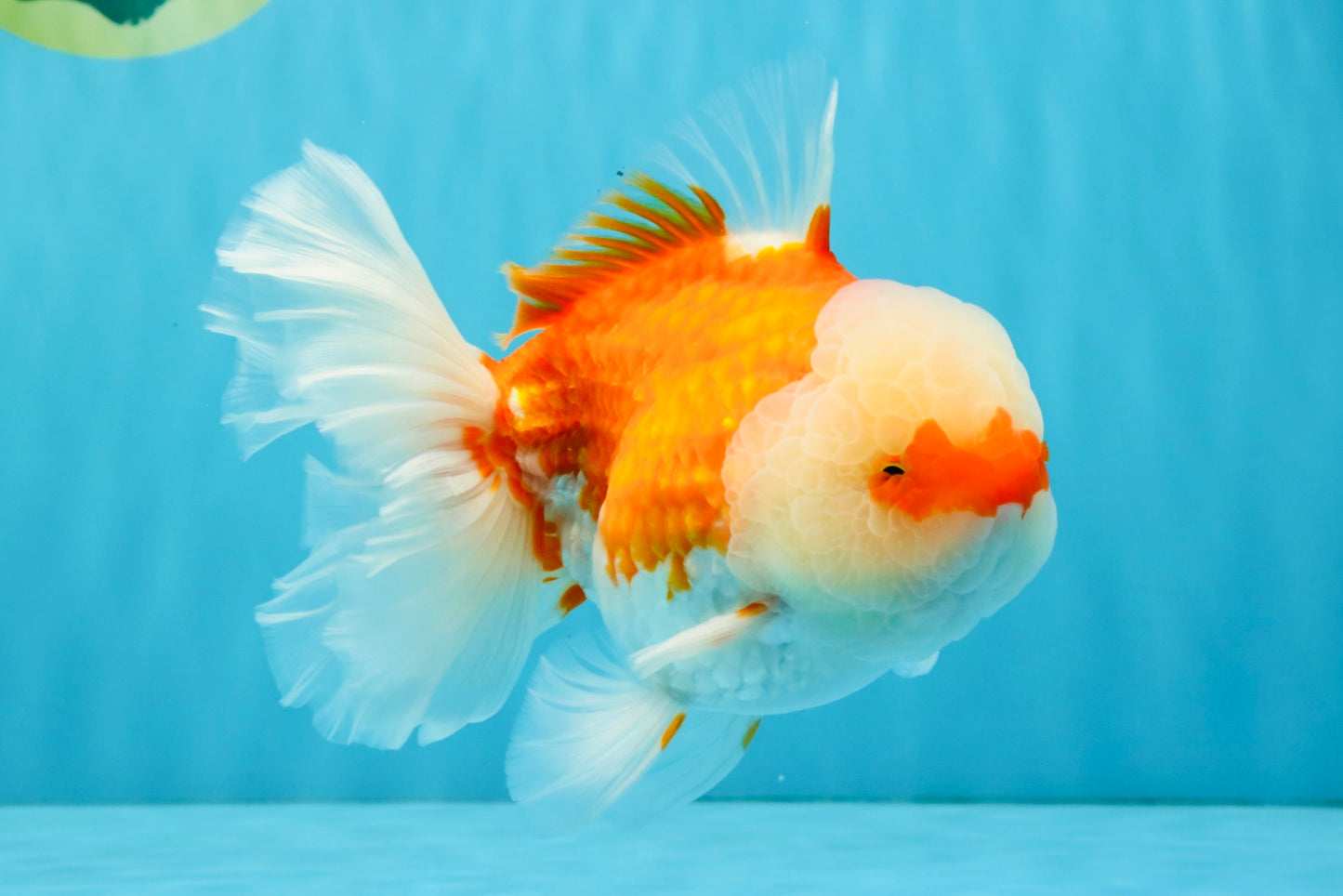 FLUFFY WEN Red White Oranda Male 6.5 inches #040326OR_11