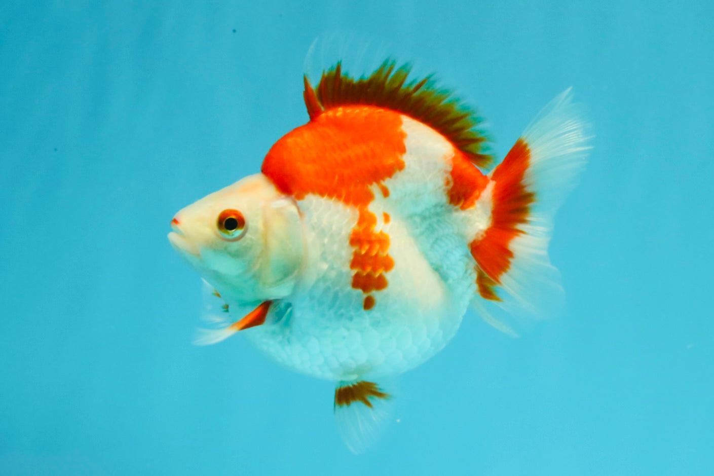 AAA Grade Red White Ryukin Female 4.5 inches #031326RK_31