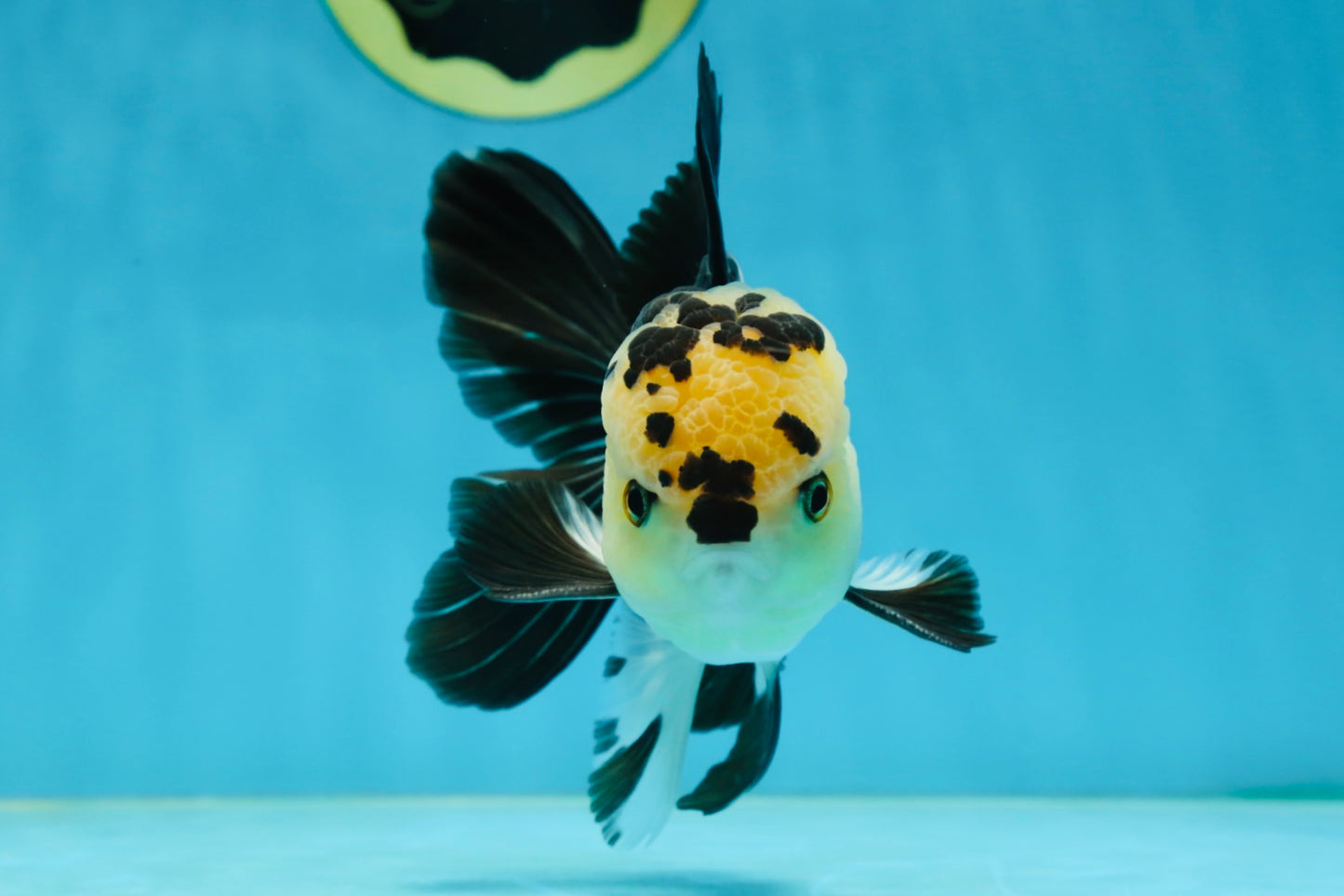 AAA Grade Panda Oranda Male 5-5.5 inches #062725OR_13