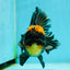 AAA Grade Apache Lava Head Oranda Female 5 inches #111524OR_16