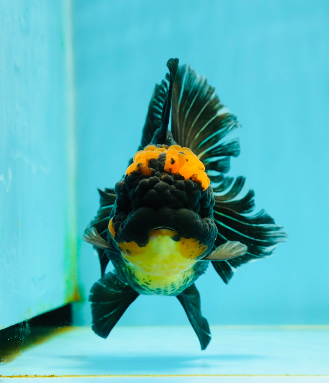 AAA Grade Apache Lava Head Oranda Female 5 inches #111524OR_16