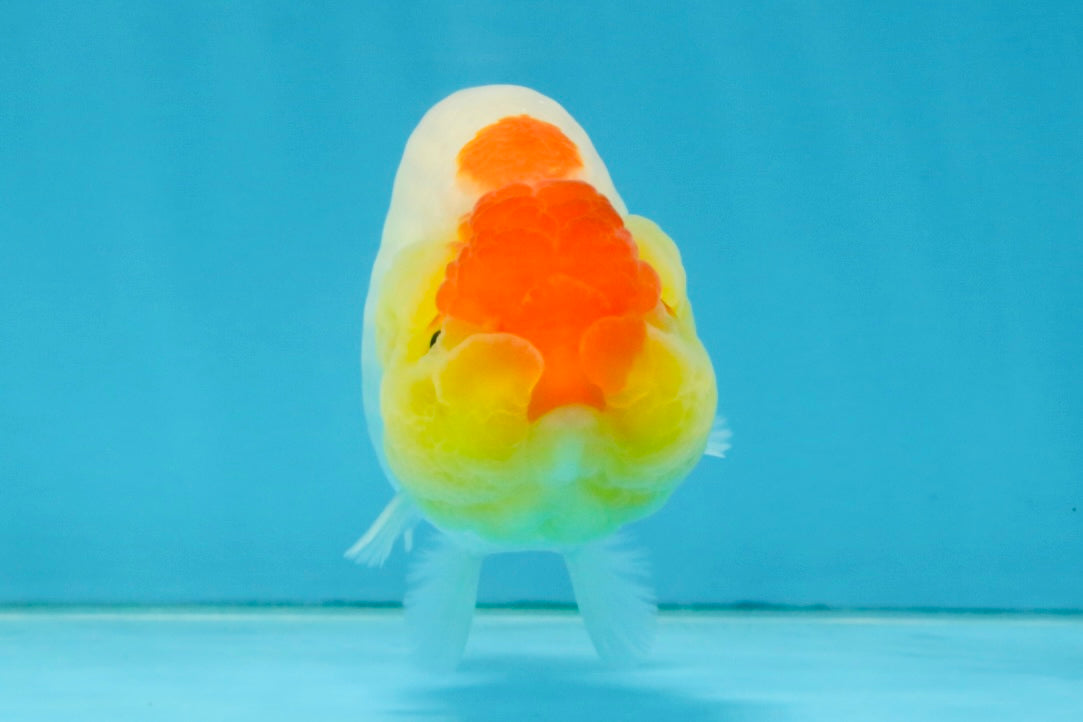 SUPER CUTE A Grade Red White LionQueen 4 inches #121225LC_08