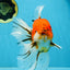 A Grade Sakura Oranda Male 6 inches #110725OR_04