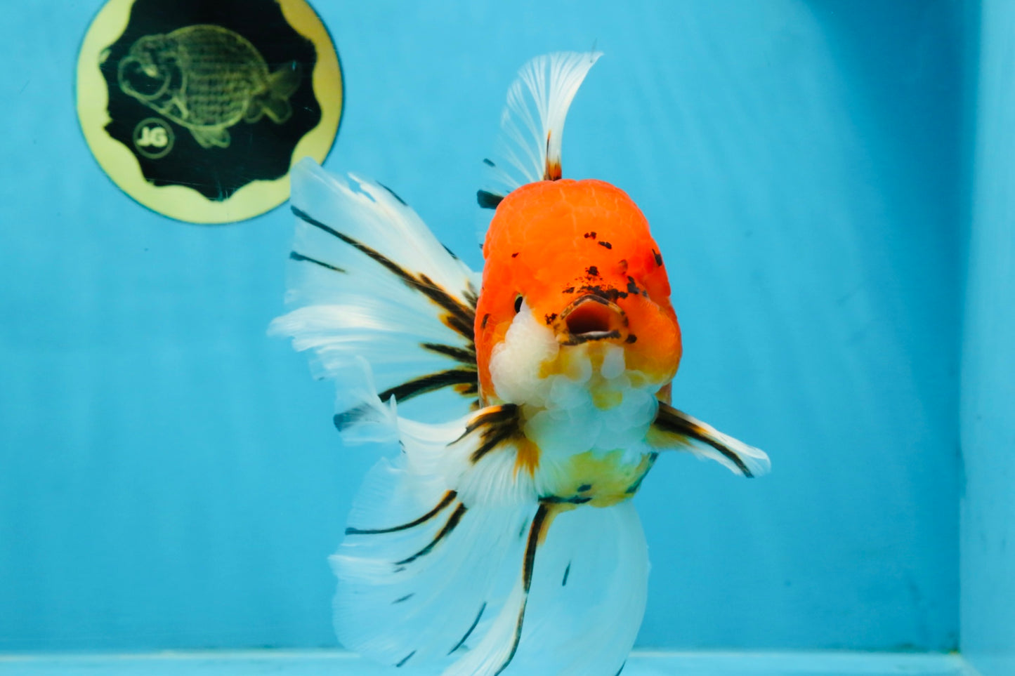 A Grade Sakura Oranda Male 6 inches #110725OR_04