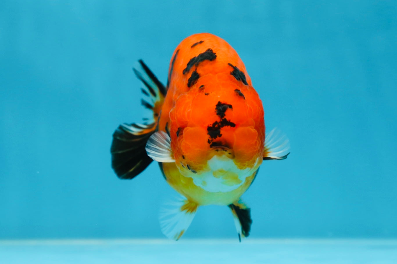 AAA Grade Tiger LionQueen 4.5 inches #053025LC_04