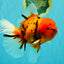 A Grade Tiger Oranda Female 7.5 inches #101626OR_16