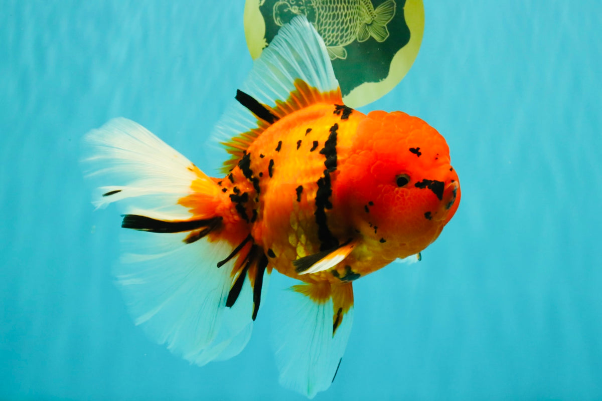 A Grade Tiger Oranda Female 7.5 inches #101626OR_16