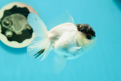 Black Tancho Panda Oranda Female 3.5 inches #110124OR_07