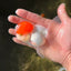 A Grade Tomato Head Oranda Male 4-4.5 inches #0915OR_11