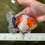AAA Grade Godzilla Calico Sakura Button Eyes Oranda Male 5 inches #051625OR_17